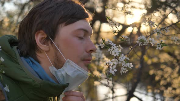 Guy Removes Medical Mask and Sniffs Blossoming Tree of Apple or Cherry at Sunset Close-up alt