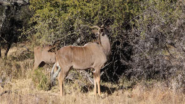 Feeding Kudu Antelopes alt