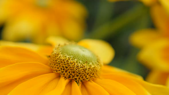 Yellow garden of Rudbeckia hirta Irish Spring 4K 3840X2160 30fps UltraHD tilting footage - Beautiful
