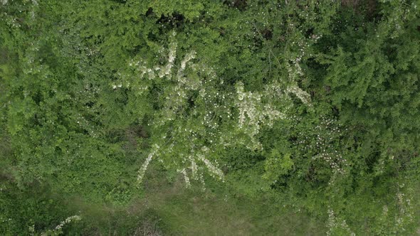 Black locust Robinia pseudoacacia flowering by early spring 4K aerial footage alt