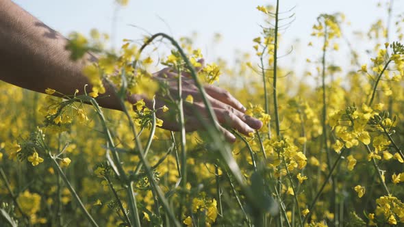 Male Hand Moving and Touching the Blossoming Flowers of Rapeseed