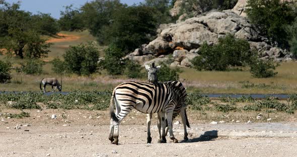 Playful Burchell's zebra in african bush, Etosha national Park, Namibia wildlife alt