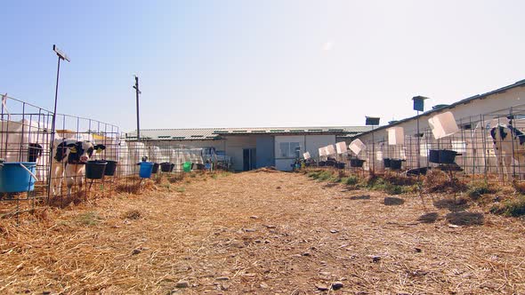 Livestock Farm. Little Calf on the Farm. Nursery with Small Calves on a Dairy Farm. A Little Calf alt