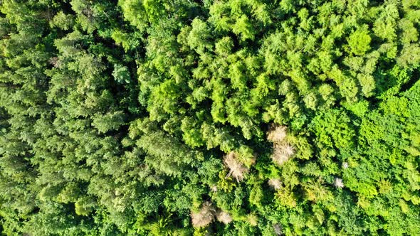 Top down view of swaying trees on wind in Poland alt