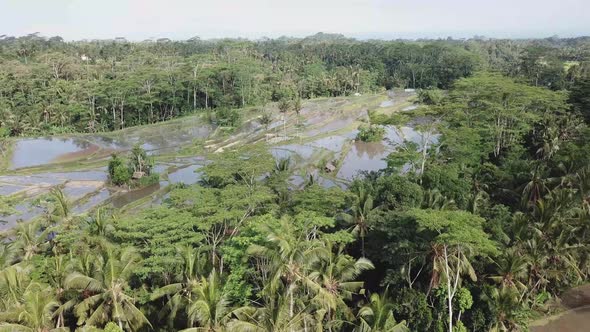 Fly over rice terraces. Rainforest in Indonesia. Palm trees and trees around the rice terraces. Jung alt