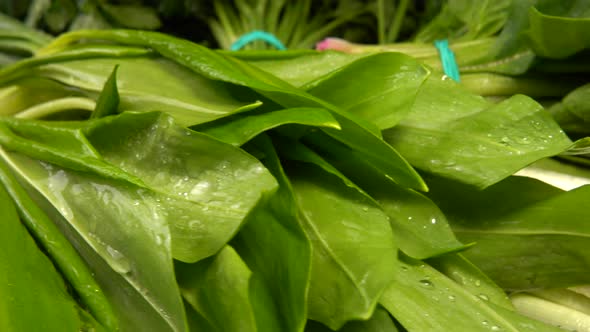 Spinach leaves, fennel, parsley, wild garlic and green onion on a wooden cutting board. alt