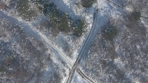 Flying above evergreen forest after snowing 4K drone video alt
