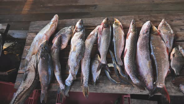A Variety of River Fish From the Amur River on the Fisherman's Table alt