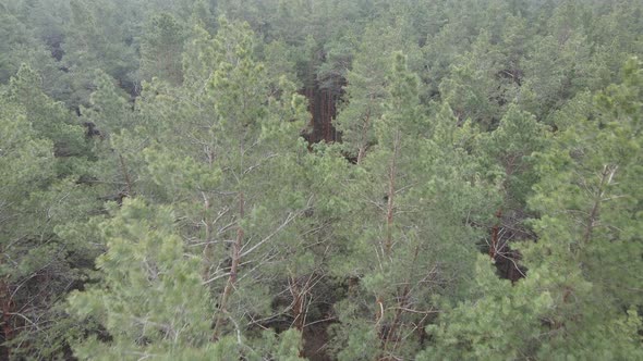 Forest Landscape Aerial View Slow Motion alt