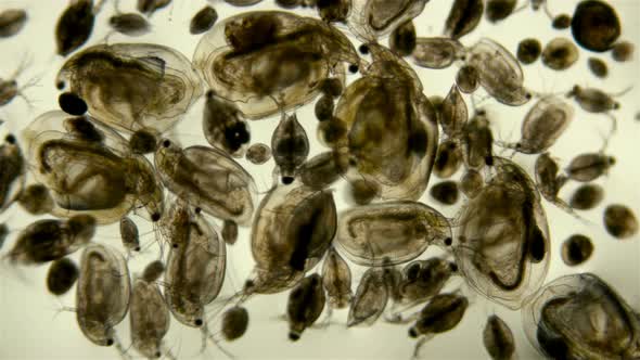 Zooplankton Under the Microscope. A Colony of Different Plankton Microorganisms in a Drop of Water alt