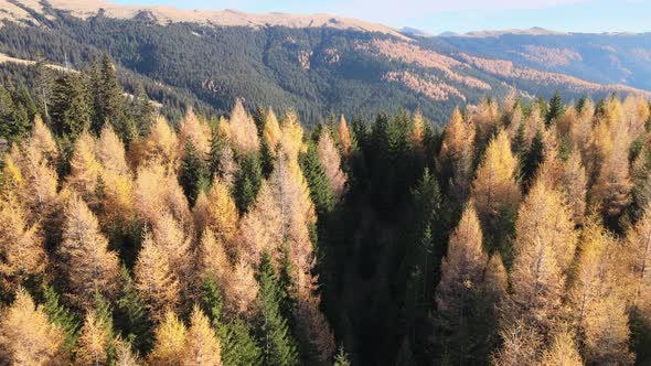 Smooth Drone Flight Above Golden Pines Tree