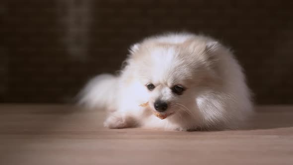 light white color fur pomeranian dog laying down chewing beef snack with joyful and tasty