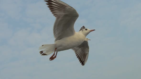 Seagulls Flying Over a Boat alt
