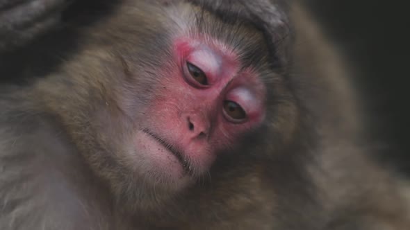 Cute snow monkey in park alt