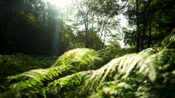 Sunrise across a forest floor in summer