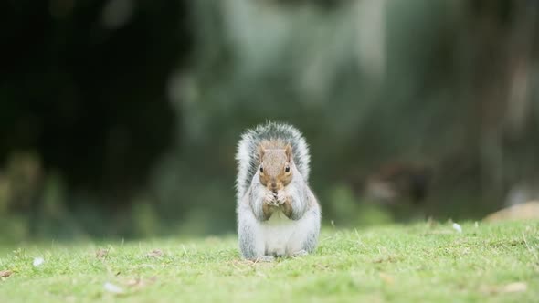 Cute Squirrel looking into camera and eating slow motion alt