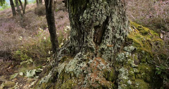 Chestnut tree. Bark covered with vegetal moss. The Cevennes National park, Lozere department, France alt