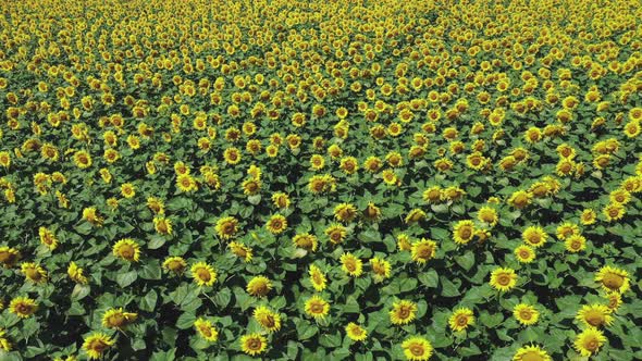 Large Beautiful Field of Sunflowers Aerial View Background