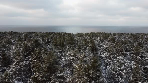 Flying over a beautiful winter forest with snow-covered trees overlooking the sea