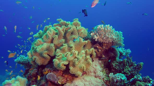 Colorful Tropical Coral Reefs, Stock Footage | VideoHive