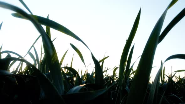 Green Young Wheat Field