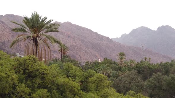 Tafraout Palms Oasis Morocco alt
