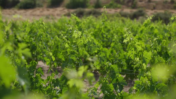 Rows of Vinegrape Growing in Sunshine Outdoors on Cyprus Island alt