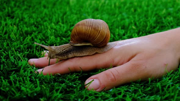 Snail on a Woman Handnatural Cosmeticbeauty Skin Care alt