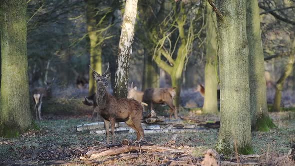 A herd of beautiful deer in Richmond Park in London, England - low angle view alt