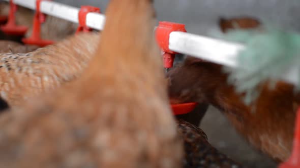 Free Range Organic Backyard Pastured Chickens Drinking Water By Nipple Drinker