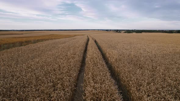 Aerial Drone Footage of Tractor Tire Tracks on a Wheat Field at Sunset