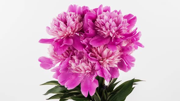 Beautiful Pink Peony Flowers Bouquet Background alt