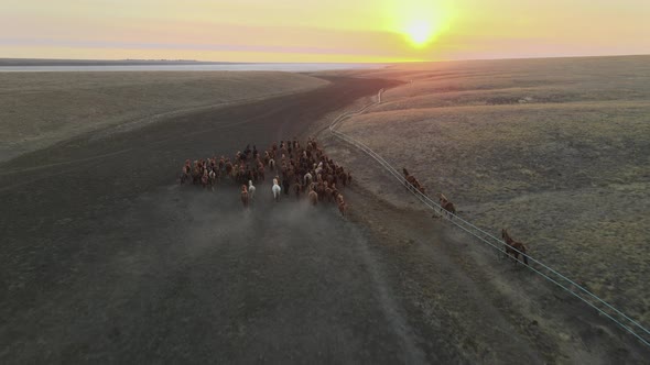 Wild Horses Running. Herd of Horses, Mustangs Running on Steppes To River.  Hdr Slow Motion alt