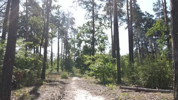 Forest with Trees on a Summer Day Slow Motion alt
