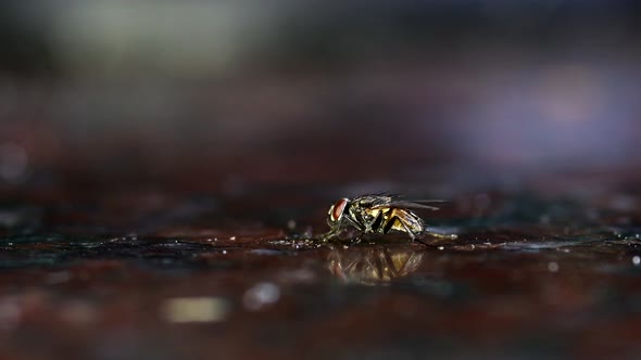 Closeup of a housefly (Musca domestica) eating leftovers from a marble kitchen counter. The insect i alt