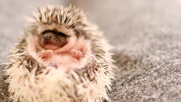 Baby hedgehog. Cute hedgehog portrait . alt