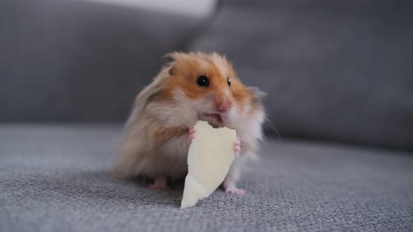 Cute Hamster Eating Cheese on the Couch