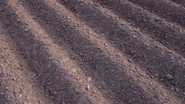 Long flat top rows, furrows, mounds, for newly planted potatoes in a rural agricultural area. 