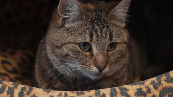 Closeup of a Cat Sitting in Cats House and Looking Around