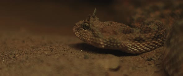 Close up of horned viper snake taking out its tongue while moving alt