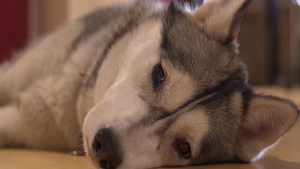 Close up: Adorable sleepy Husky dog closes eyes, falls asleep on floor alt