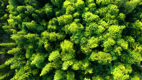Flying down above Lush Green Forest. Drone view of Nature Background. Spring Season