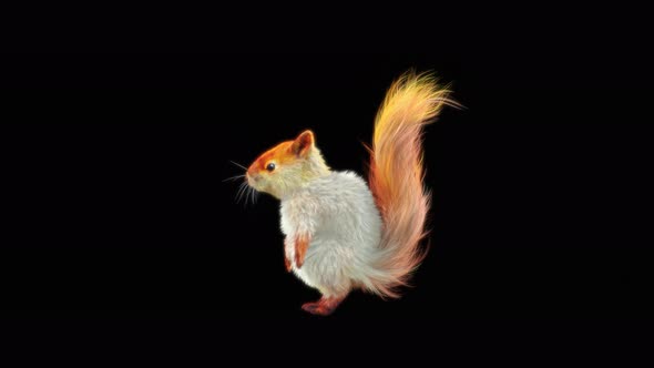Squirrel Jumping 4K alt