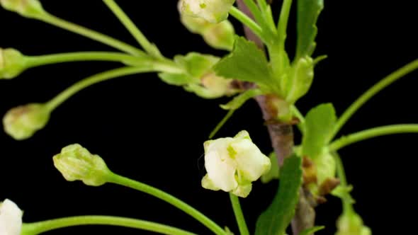 Birdcherry Flower Blooming alt