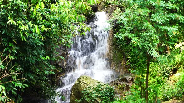 Wildlife Waterfall Forest