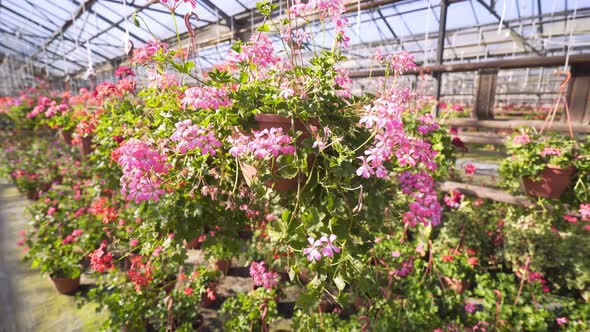 Plants with Pink Flowers in Pots Hang Over Green Garden Bed