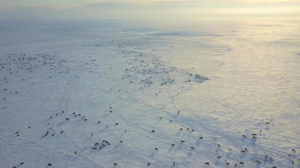 Aerial Drone Footage of Caribou Grazing on the Tundra in Arctic Alaska During Winter alt