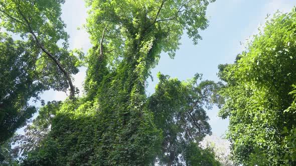 Rain Forest Sunny Tree Tops