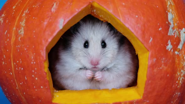 a little cute fluffy curious hamster looks out from the pumpkin house. Halloween concept