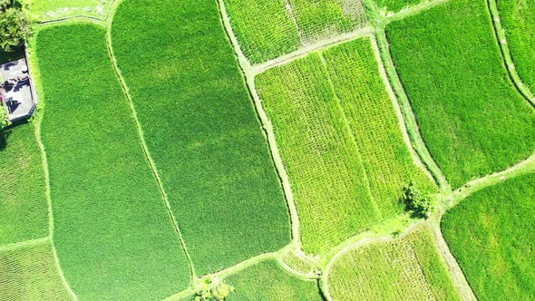 Thailand, beautiful pattern of green flat rice fields. paddy farms aerial alt